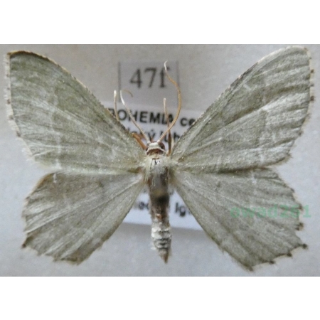 Hemithea aestivaria (Hübner, 1789) Miernik kreskowiak Czech47f